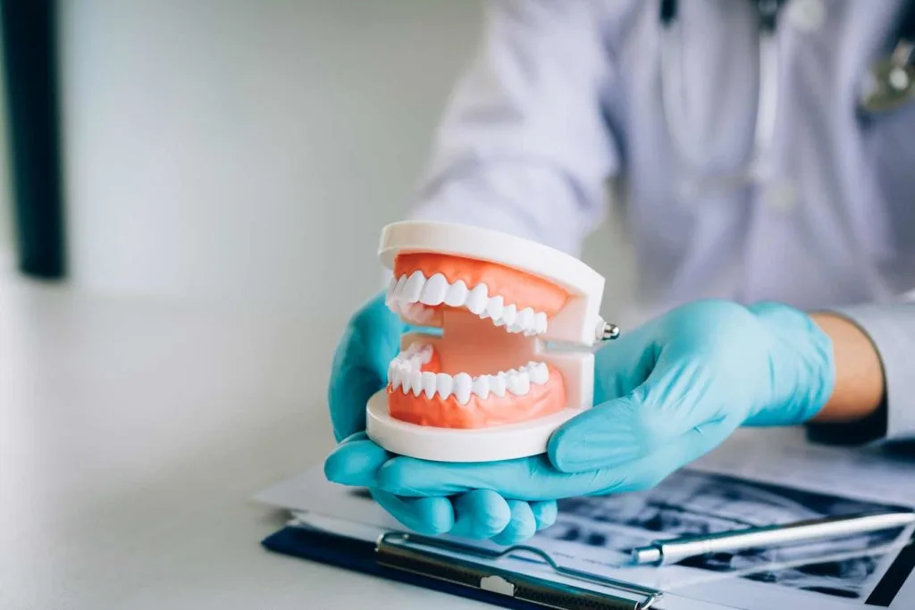 Zahnarzt hält Gebissmodell in Handschuhen – Smilezone Zug erklärt Behandlungsschritte für angstfreie und schmerzfreie Zahnbehandlung.